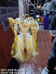 겁나게 물어주는 중삼치 (고시)방어 &내일야간 무늬오징어 예약중입니다 사진