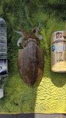 10월 04일 대포알 갑오징어 100 오바~!