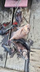 으랏차차좌대 10월4일 조황 입니다 사진