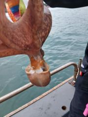 정원호)문어 조과 입니다!오늘 많이 잡으셨네요!! 사진