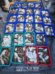 [문어/쭈갑] 10/4 태풍호 갑오징어 대박 조황
