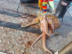 금일 사량도 문어조황 주말까지 빈자리 있습니다 사진