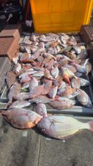 10월4일 적호조황
