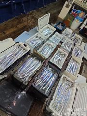 <여수 청홍낚시>텐빈 초보분들 대거 탑승!10월4일 씨알 좋은 갈치 쿨러 가득!!(내일6일(화)내만갈치 자리여유!!) 사진