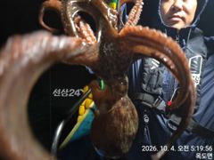 4일,군산 왕문어~부쩍커진 덩치급 왕 문어들~오늘도 굿~망탱이 굿~군산낚시프라자 임마누엘호 사진
