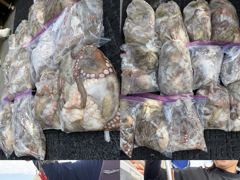 마스터호 문어 마무리 조황(5일) 사진