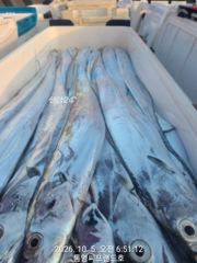[통영] 터졌다..터졌습니다..한번 보이소.씨플 조황 베리굿..은갈치들이…