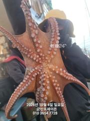 [군산] 10월4일-문어 굿 조황 사진