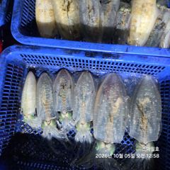 (팁런)가조도 무늬오징어 107수 감자 고구마들~스마일호(오늘 예약) 사진