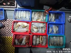 [거제] (무늬오징어)대물 집중공략 무시~고구마들 고잉메리호(6일 예약)