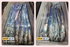 통영 뉴 아시아호>> 깊은 수심층 집중공략으로 쿨러 가득~