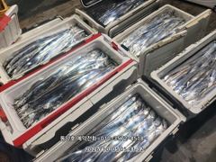 [통영] (왕갈치)늦은 피딩에 연장 줄줄이 줄태우기~동양호(6일 예약)