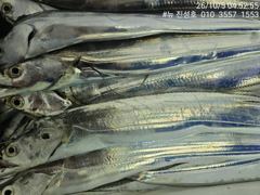 거제 뉴 진성호 10월 5일 야간 칼치 아침 조항입니다 사진