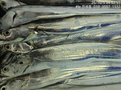 [거제] 거제 뉴 진성호 10월 5일 야간 칼치 아침 조항입니다 사진