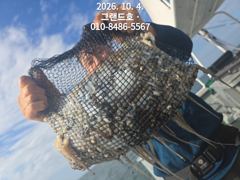 10/4 군산그랜드호 쭈꾸미 연일 대박 조황입니다! 사진