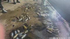 [거제] 가조도권 무늬오징어 무시급들 연일 180수대박 오늘 예약가능 사진