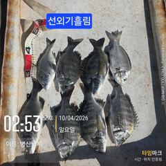 [고성] 병산 감성돔38외 마리수 선상배&선외기흘림조황~~ 사진