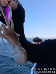4일, 오늘도 쭈꾸미 랑,갑오징어 랑~~망탱이 굿조황~군산낚시프라자 스마트호 사진