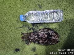고흥장보고호 선상낚시 조황 사진