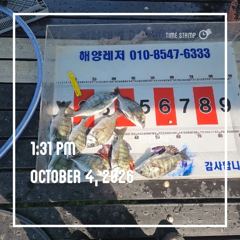 [통영] 해양레저 주말 흘림 감성돔 갑오징어 마리수 조황 사진
