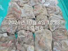 4일, 군산문어 ~싸이즈 확실한 덩치급 문어가~ 망탱이 굿조황~군산낚시프라자 나드리호 사진