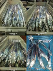 [여수플라워호] 5일 갈치 조황~ 010-2004-5524 사진