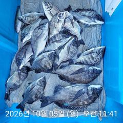 삼천포 내만권 감성돔 사진