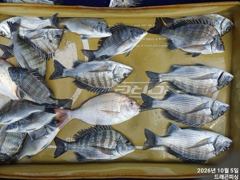 어초 가을 감시흘림 중치급 마리수 자리여유