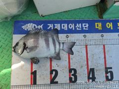 [거제] (감성돔)어초여밭 조황 모음 씨알급들 속출 中 대어1호(6일 예… 사진