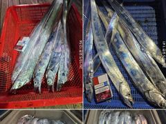 [거제] 먼바다 왕갈치 10월5일 월요일 조황 사진