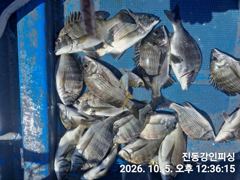 [마산] 진동강인호 오늘 세분 감성돔 조황 사진