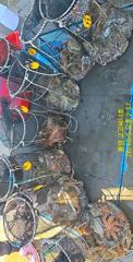 [통영] (문어)32수28수27수 전갱이 잡 듯 매일 초대박~고고써니호(… 사진