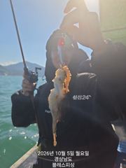 [사천] 쭈꾸미 잘 나와요~ 내일부터는 갑오징어!! 자리많아요 사진