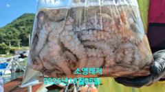 [통영] 문어 선상 조황입니다. 사진