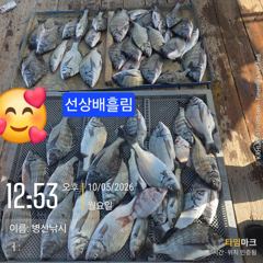 병산 감성돔37외 마리수 선상배& 선외기흘림조황~~ 사진