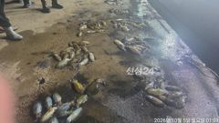 내만무늬팁런 연일 180수,250수 오바 사이즈 굿~!! 마릿수!! 낼예약가능 사진