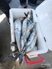46분전 [경주] 10/5 삼치 때문에 몸살이 났답니다. 삼치 주둥이에 메탈이 달려와야 하는데 옆구리. 꼬리 정신없이 걸려서 올라와서. 잠깐 쉬려고 낚시대를 살짝 당가만 두었는데 그것도 무는 놈이 있습니다