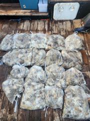 오늘도 주꾸미!