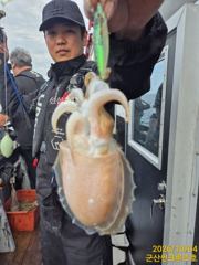 4일 군산 썬크루즈호 갑오징어 조황입니다 사진