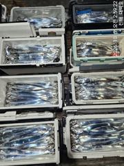 [진해대박낚시] 10월 5일 원도권 갈치텐빈 조황입니다. 사진