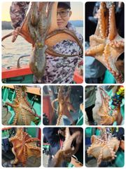포항밤문어어제조황 오늘화요일 모집중입니다 사진
