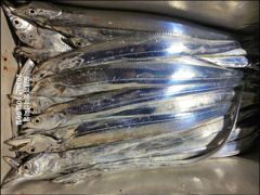 [진해] [6일입항] "내만갈치" 빵빵한 씨알에 화끈한 손맛보며 묵직하게… 사진