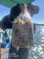이번주 쭈꾸미 출조합니다 연휴 자리여유 많습니다 마릿수 이벤트중