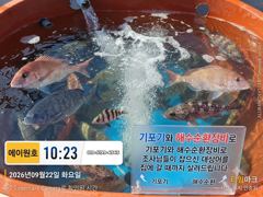 [부산] 태종대권 5짜 감성돔 외 마리수 사진