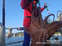 [진해] "돌문어" 1500g1200g1100g외 대물들15수13수12수…