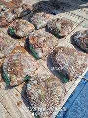현재 돌문어 씨알 마릿수 아주 좋습니다 내일 9자리여유 동시 히트 4~5마리씩 나오고 있습니다 망태기가득 묵직하게 채우러 가실분들 미리미리 연락주세요