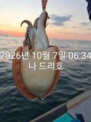 7일, 군산 갑오징어 연일 굿~오늘도 스타트 ~실시간 ~군산낚시프라자 나드리호