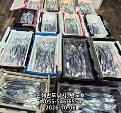 내만갈치,담뱃갑 사이즈에 쿨러 넘치게,엄청 나옵니다,오늘출항( 5자리 예약가능)