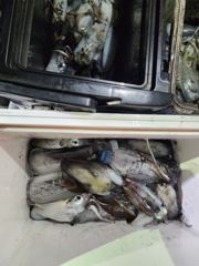 [거제] (팁런)마릿수 행진 고구마~무시까지 퍽퍽 대동낚시(오늘 예약)
