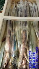 (통영명룬호7호)은빛왕갈치 쿨러에 가득히 손맛~굿굿 계속 달립니다 고생하셨어요^^(계속예약가능)